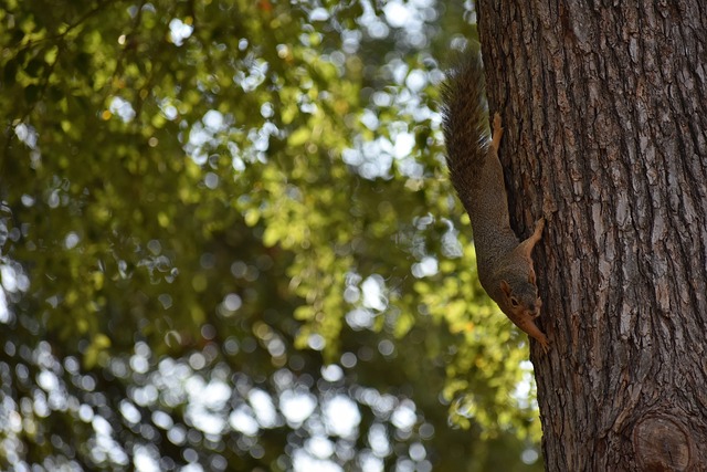 术安排将是 术安排将是